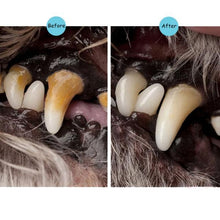 Load image into Gallery viewer, Pet Teeth Repairing Kit
