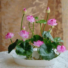 Load image into Gallery viewer, Premium Bonsai Lotus Flower Seeds
